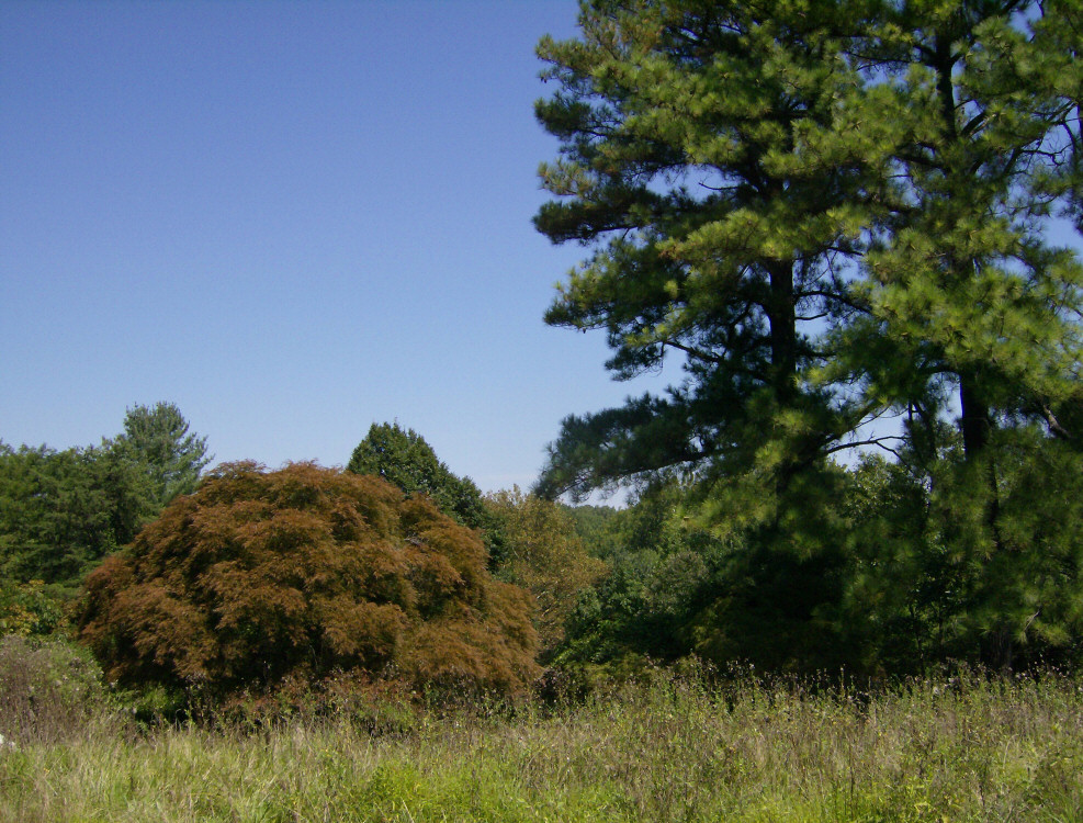 Closeup view of Japanese maple (left) and firs