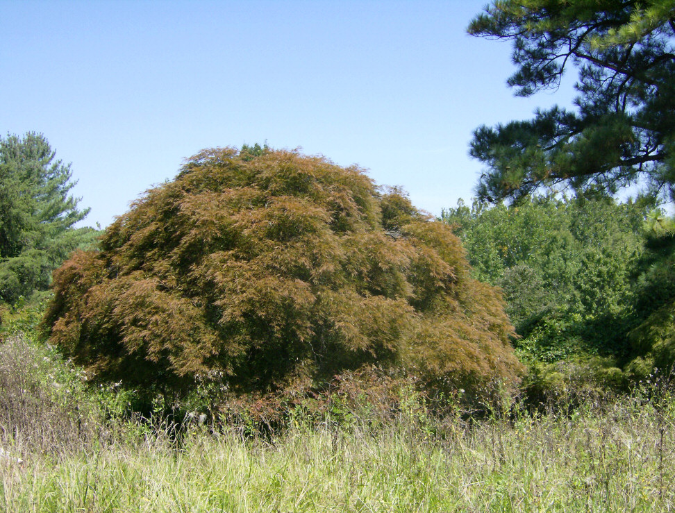 Bonsai-shaped 50 year old Japanese maple