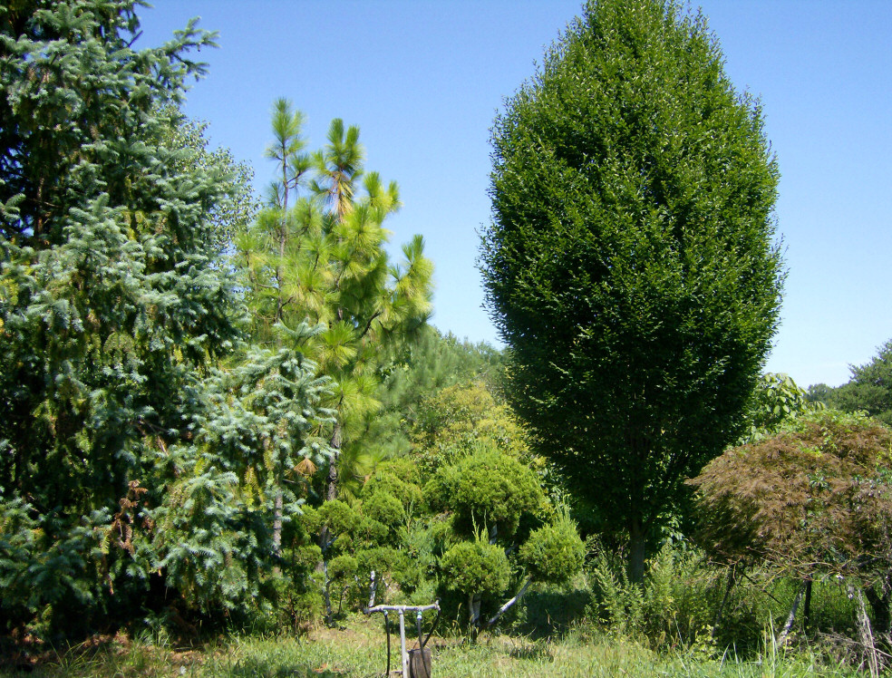 Many varieties of rare plants & trees
