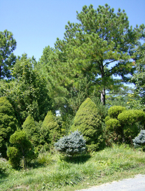 A few of the many fir trees & evergreens