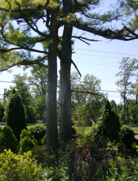Graceful fir trees & other vegetation face Route 7