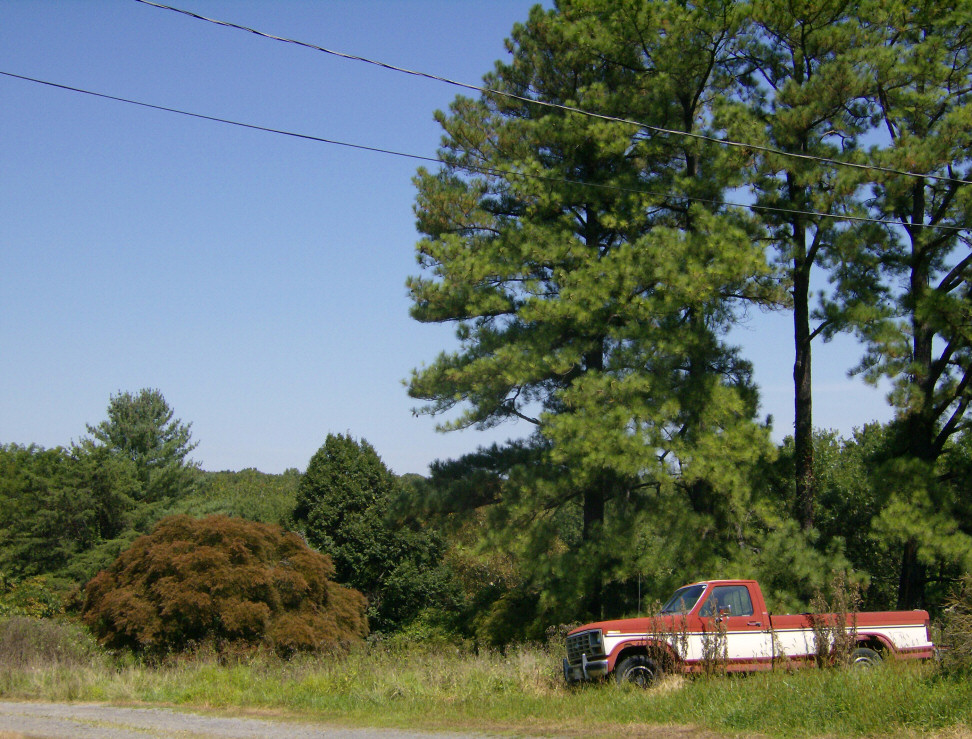 Aesthetically beautiful Japanese maple on left