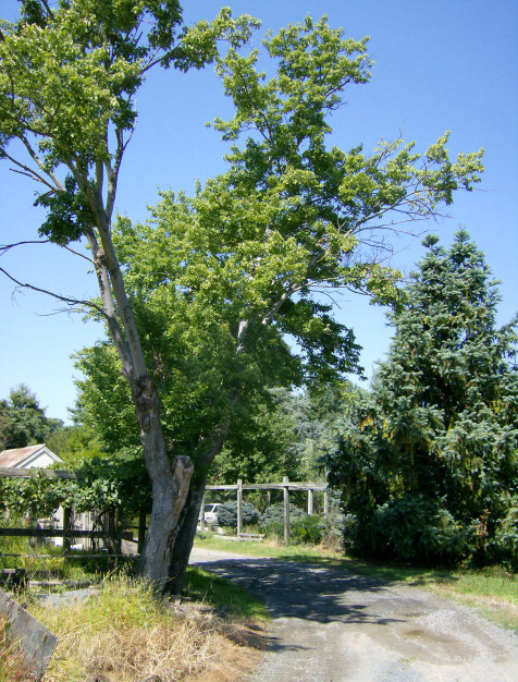 One of several roads running through property. Rear part of land abuts Great Falls.