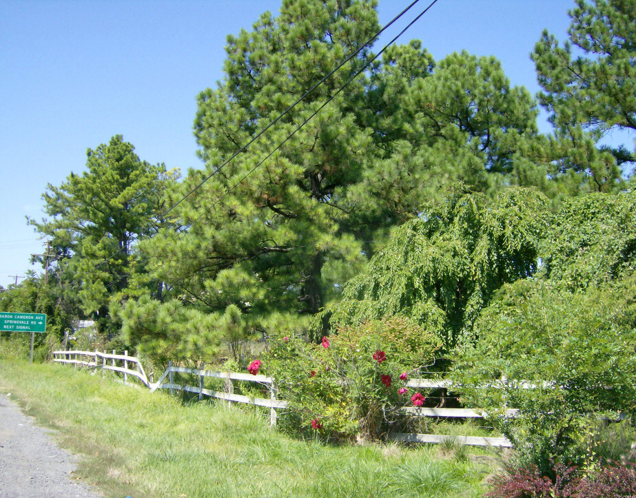 Garden farm on Route 7 between Tyson's Corner & Reston & Great Falls